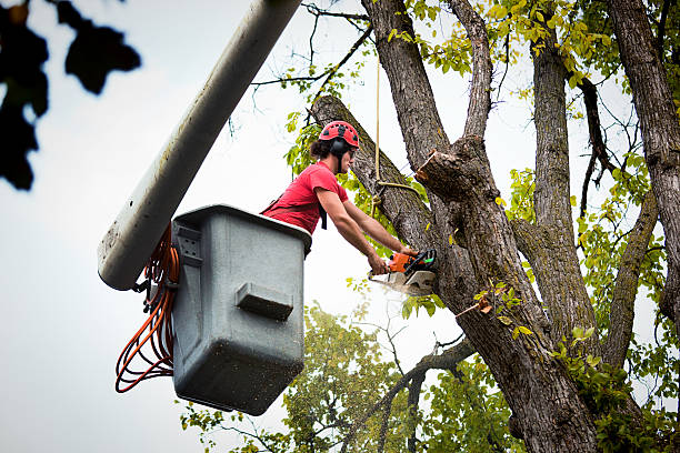 Reliable Mount Prospect, IL Tree Removal and Landscaping Services Solutions